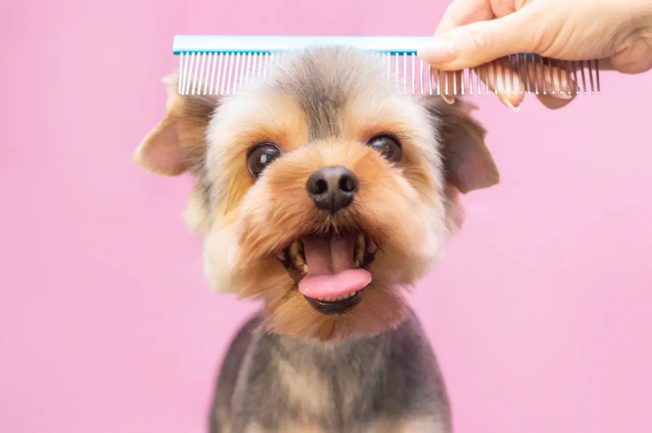 5 Reasons Mobile Grooming is Less Stressful for Your Pet - Vaughan & GTA