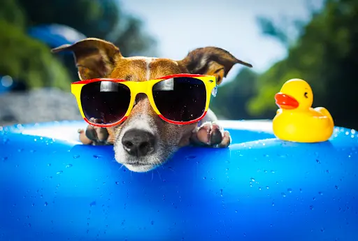 Summer Dog Grooming Tips - Vaughan & GTA