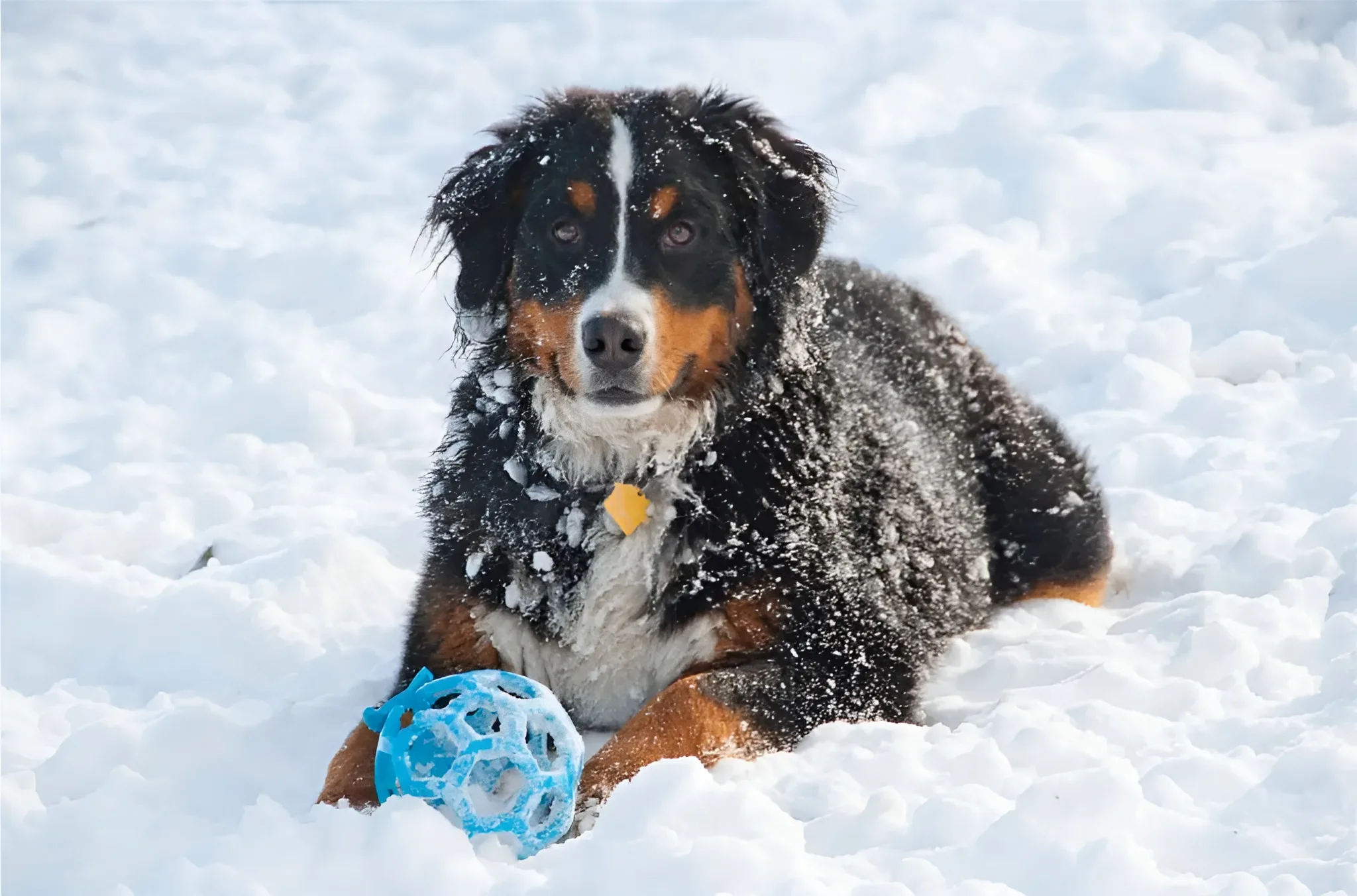 Winter Grooming Tips for Canadian Pets