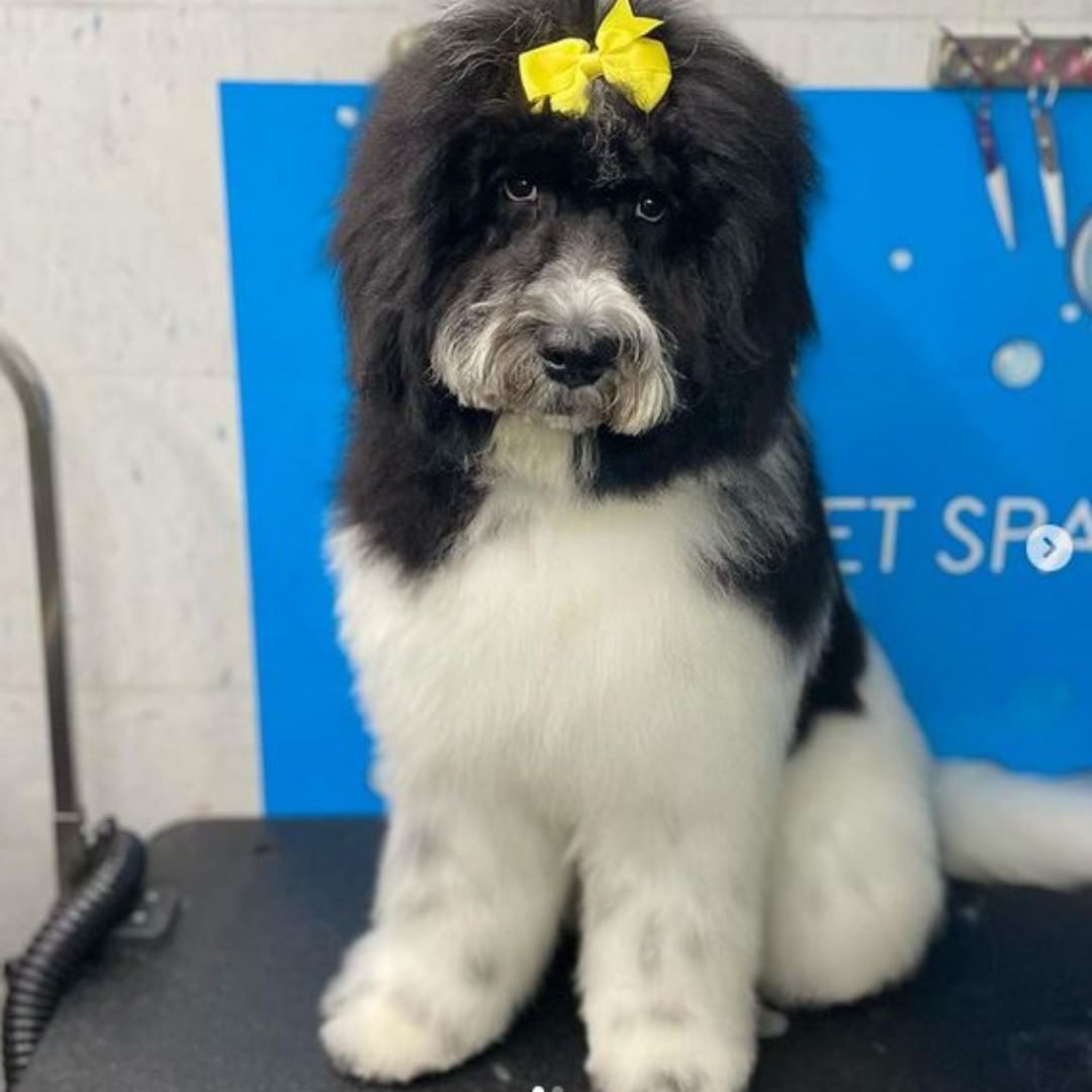 Mobile Pet Grooming in Vaughan King City, Ontario Mobile Pet Spa