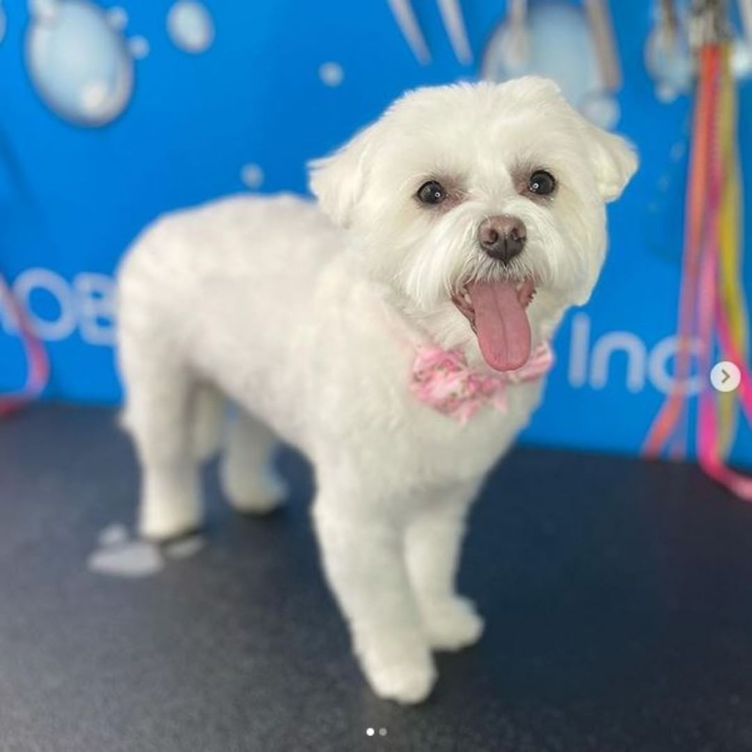 Mobile Pet Grooming in Vaughan King City, Ontario Mobile Pet Spa